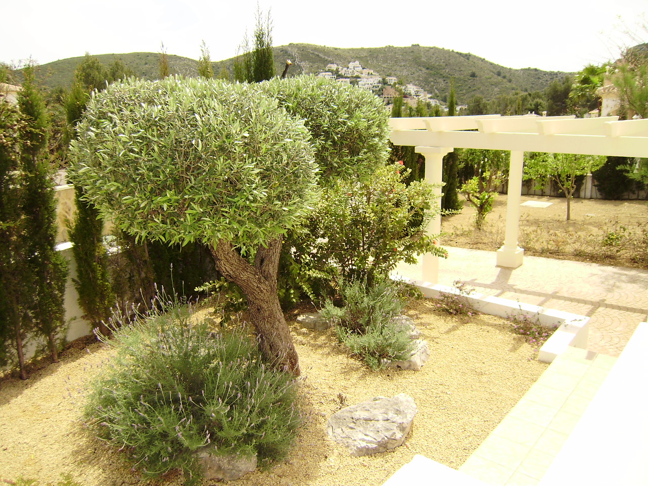 Как подстричь оливковое дерево